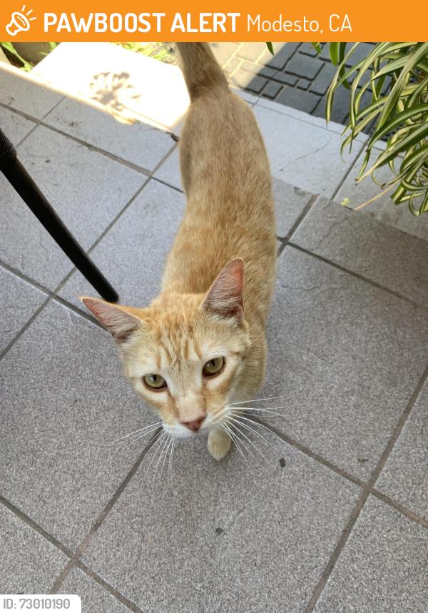 Found/Stray Male Cat last seen Family dollar on Crowslanding rd , Modesto, CA 95358