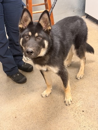 Shelter Stray Male Dog last seen Near W 38, 2nd District, OH, 9203 Detroit Ave, Cleveland, OH 44102, USA