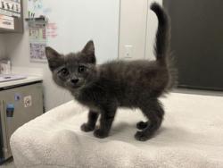 Shelter Stray Male Cat last seen Bellefontaine and E 41st St, KCMO, 64130, 64130, MO, 7077 Elmwood Ave, Kansas City, MO 64132, USA