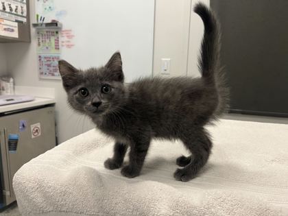 Shelter Stray Male Cat last seen Bellefontaine and E 41st St, KCMO, 64130, 64130, MO, 7077 Elmwood Ave, Kansas City, MO 64132, USA