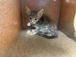 Shelter Stray Unknown Cat last seen Near Harlan Dr., 75150, TX, 1650 Gross Rd, Mesquite, TX 75149, USA