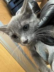 Shelter Stray Female Cat last seen 8000A Rockbridge Rd Lithonia GA 30058, 30058, GA, 3280 Chamblee Dunwoody Rd, Chamblee, GA 30341, USA