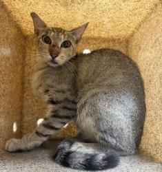 Shelter Stray Female Cat last seen Yellow House / Welsh, City of College Station, TX, 5359 Leonard Rd, Bryan, TX 77807, USA