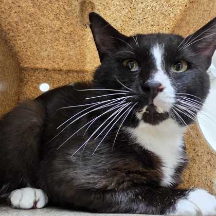 Shelter Stray Male Cat last seen Near George Bush Dr E & Texas Ave, City of College Station, TX, 5359 Leonard Rd, Bryan, TX 77807, USA