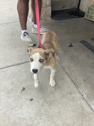 Shelter Stray Male Dog last seen Near CHAPMAN ST, East District, TX, 355 Hillshire Dr, Haslet, TX 76052, USA
