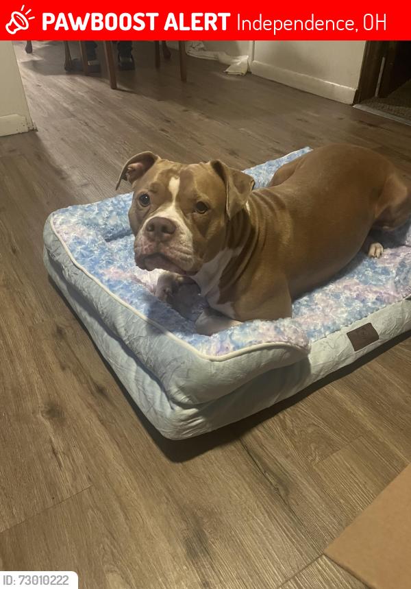 Lost Female Dog last seen Independence oh, Independence, OH 44131