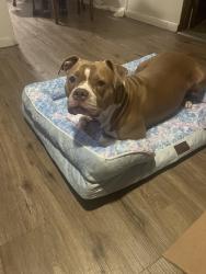 Lost Female Dog last seen Independence oh, Independence, OH 44131