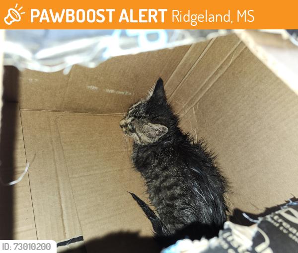 Found/Stray Unknown Cat last seen Lake Harbor @ Towne Center Blvd, Ridgeland, MS 39157