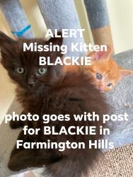 Lost Female Cat last seen Pimlico Court off Orchard Lake Rd between 10&11 Mile Roads in Farmington Hills, Michigan , Farmington Hills, MI 48334