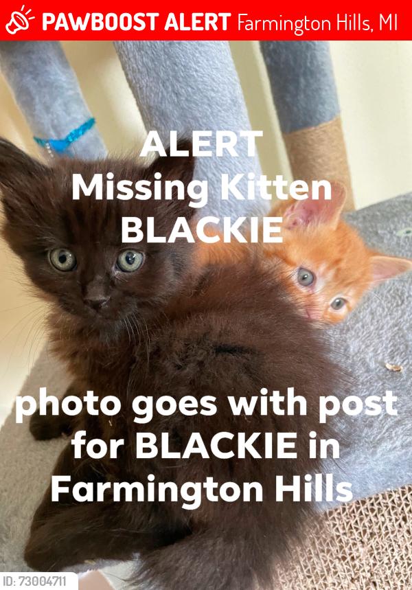 Lost Female Cat last seen Pimlico Court off Orchard Lake Rd between 10&11 Mile Roads in Farmington Hills, Michigan , Farmington Hills, MI 48334