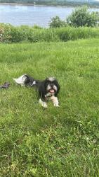 Lost Male Dog last seen Sant louis Missouri 63111, St. Louis, MO 63104