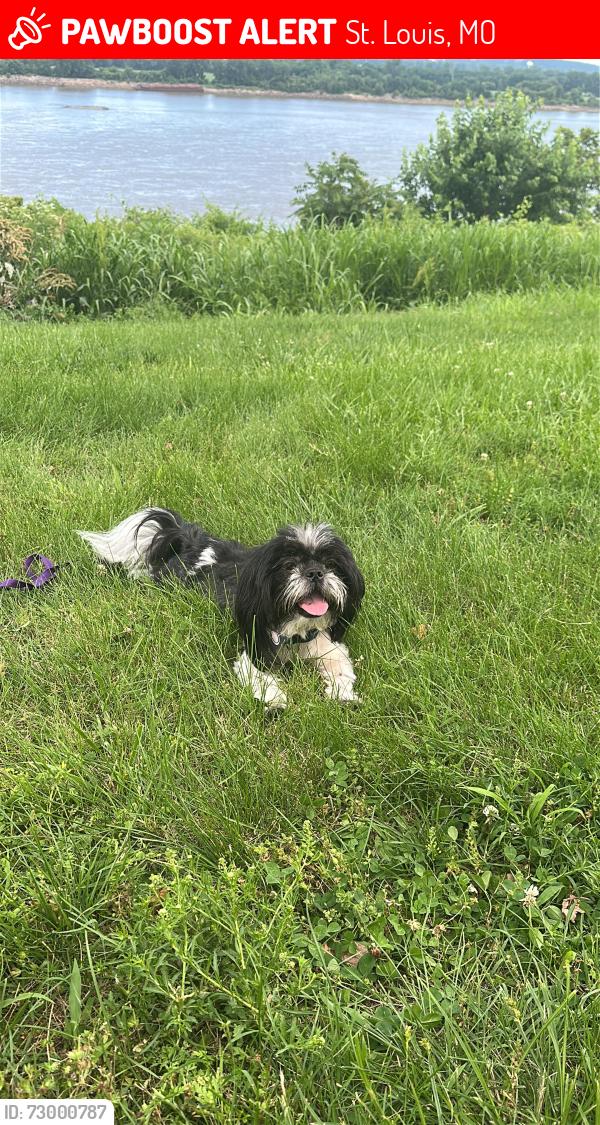 Lost Male Dog last seen Sant louis Missouri 63111, St. Louis, MO 63104