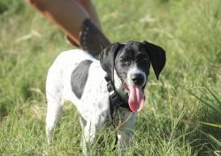 Reunited Female Dog last seen Woodleaf Blvd, Wesley Chapel, FL 33544, USA, Wesley Chapel, FL 33544