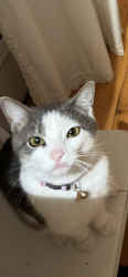 Lost Female Cat last seen Skyview Trail and Center Springs road , Blount County, AL 35172