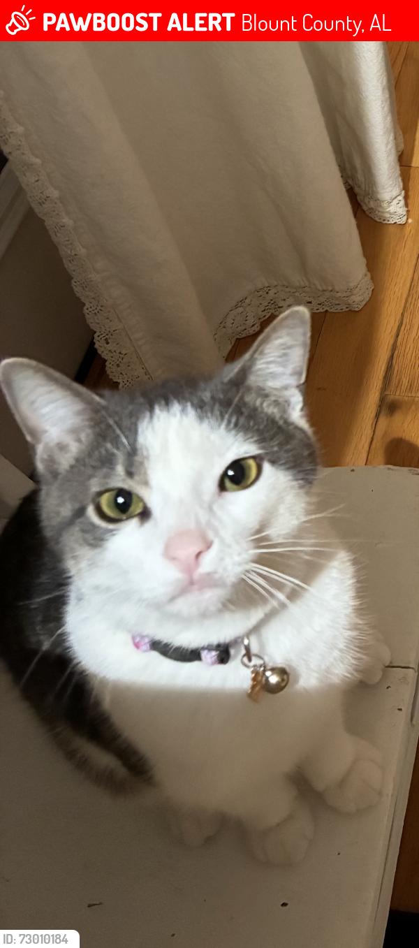 Lost Female Cat last seen Skyview Trail and Center Springs road , Blount County, AL 35172
