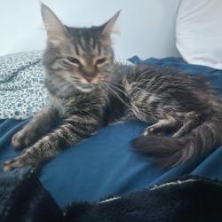 Lost Female Cat last seen Near guildford drive, Surrey, BC V3R 1W6