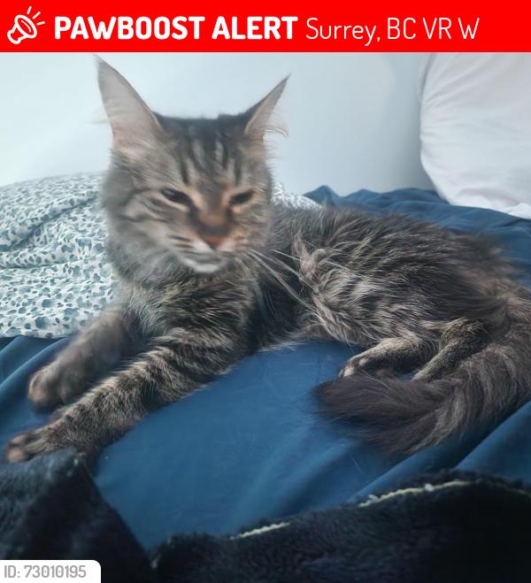 Lost Female Cat last seen Near guildford drive, Surrey, BC V3R 1W6