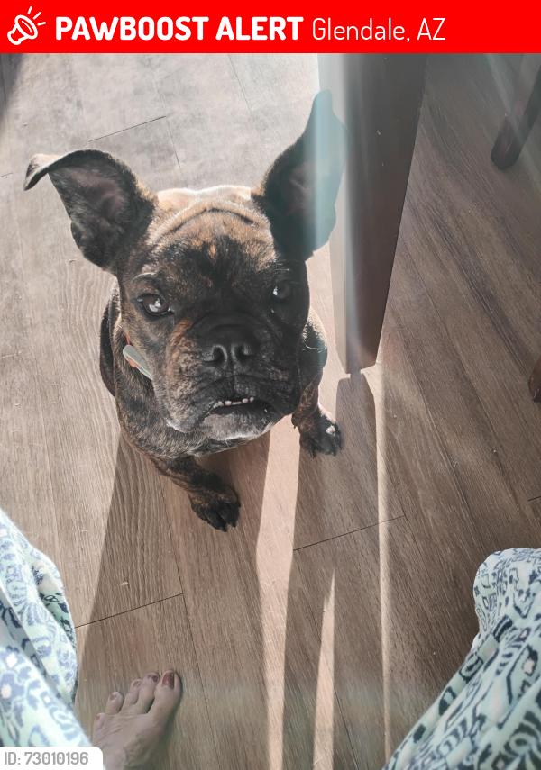 Lost Female Dog last seen Acoma park 55avenue /acoma , Glendale, AZ 85306