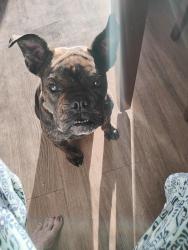 Lost Female Dog last seen Acoma park 55avenue /acoma , Glendale, AZ 85306