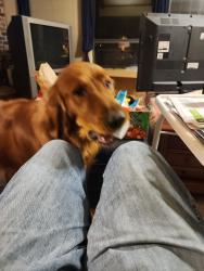 Reunited Male Dog last seen Green Tree land and Beaver Creek Circle , Duncanville, TX 75137