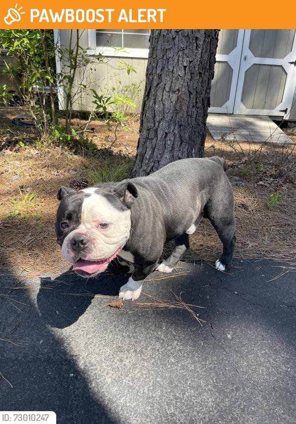 Found/Stray Male Dog last seen Near 96, Johnston County, NC 27576