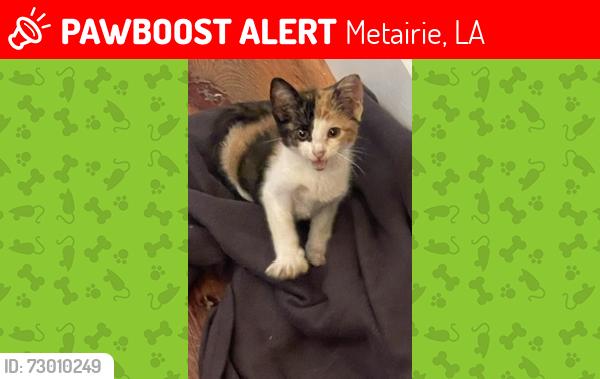 Lost Female Cat last seen Ridgelake and Tolmas, Metairie, LA 70002