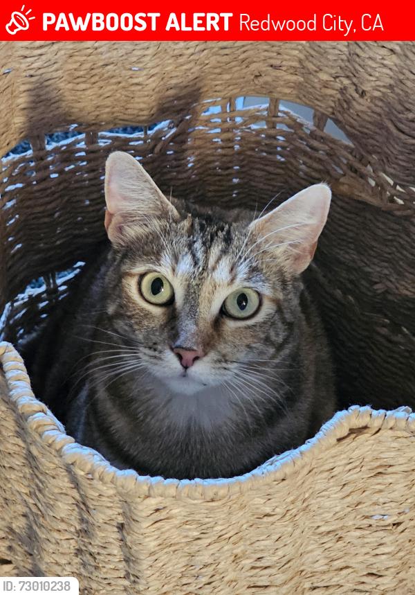 Lost Female Cat last seen Cleveland , Redwood City, CA 94062