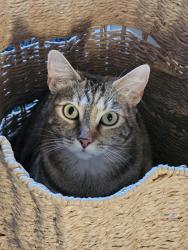 Lost Female Cat last seen Cleveland , Redwood City, CA 94062