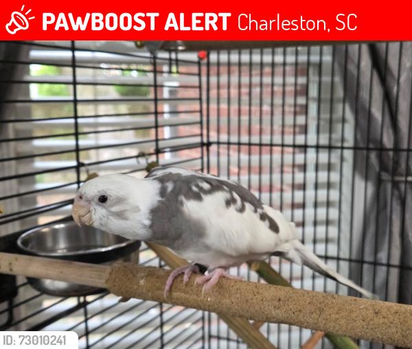 Lost Female Bird last seen Wharf Landing Ct and Baker'Landing, Charleston, SC 29418