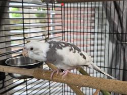 Lost Female Bird last seen Wharf Landing Ct and Baker'Landing, Charleston, SC 29418