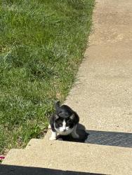 Found/Stray Unknown Cat last seen Monrovia and 83rd street , Lenexa, KS 66215