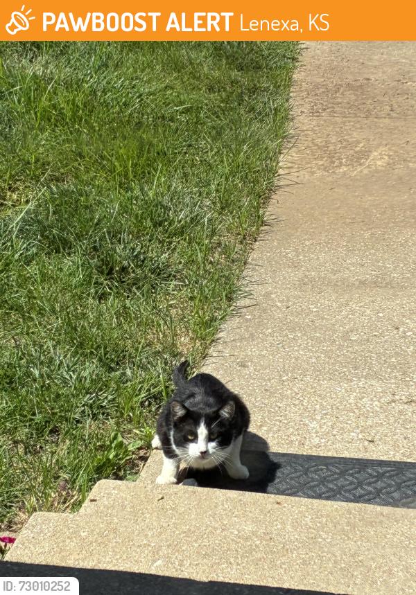 Found/Stray Unknown Cat last seen Monrovia and 83rd street , Lenexa, KS 66215