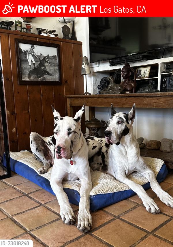 Lost Female Dog last seen Francis oaks way Blossom Hill Road, Los Gatos, CA 95032