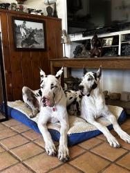 Lost Female Dog last seen Francis oaks way Blossom Hill Road, Los Gatos, CA 95032