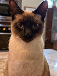 Reunited Male Cat last seen Warm Springs & Shakespeare, Boise, ID 83716