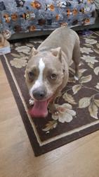 Reunited Female Dog last seen Near the intersection of Eastwood and market street, Wilmington, NC 28405