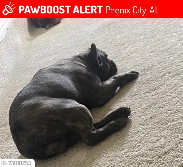 Lost Male Dog last seen central highschool, Phenix City, AL 36870