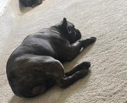 Lost Male Dog last seen central highschool, Phenix City, AL 36870