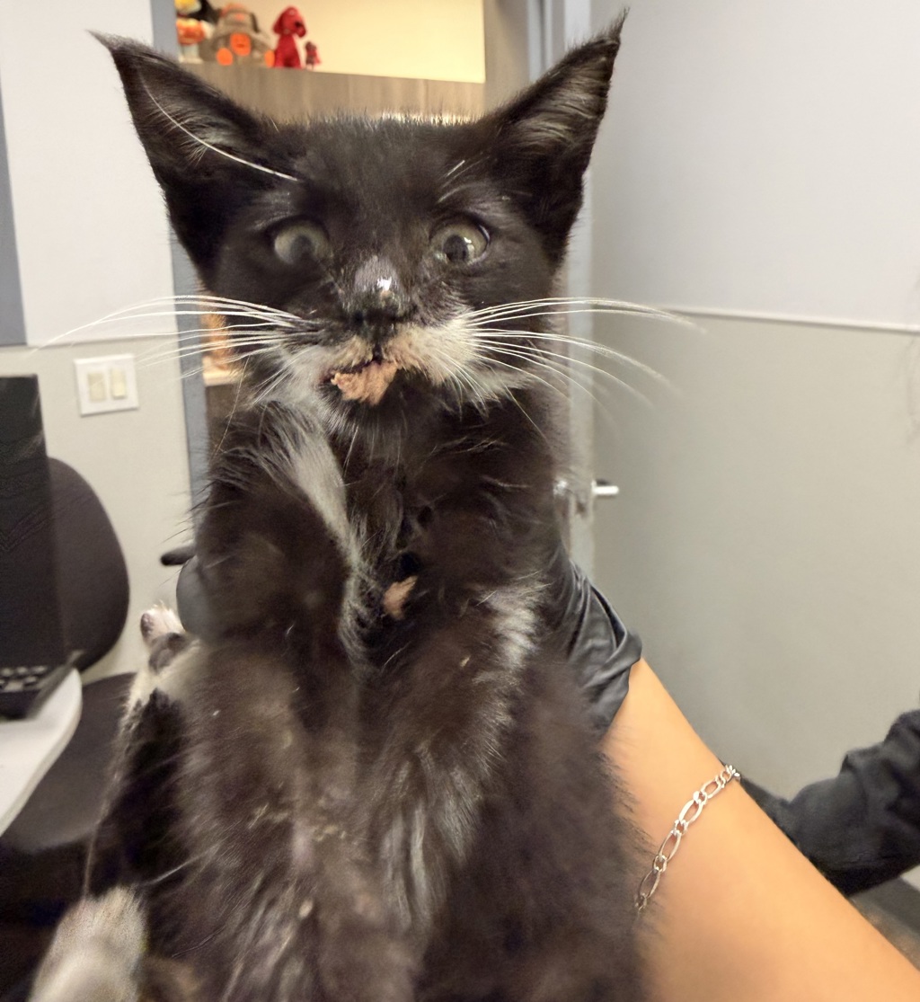 Shelter Stray Male Cat last seen Newport Avenue, San Diego, CA, 92107, 5500 Gaines St, San Diego, CA 92110, USA