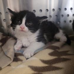 Shelter Stray Male Cat last seen Estudillo Avenue, SAN LEANDRO, CA, 94577, 8323 Baldwin St, Oakland, CA 94621, USA