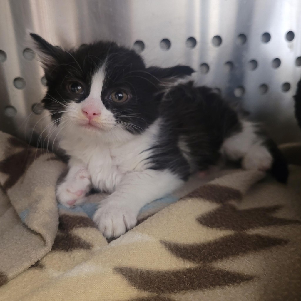 Shelter Stray Male Cat last seen Estudillo Avenue, SAN LEANDRO, CA, 94577, 8323 Baldwin St, Oakland, CA 94621, USA