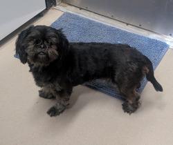 Shelter Stray Male Dog last seen Near Broadway Street, El Cajon, CA, 92021, El Cajon, CA 92020, USA