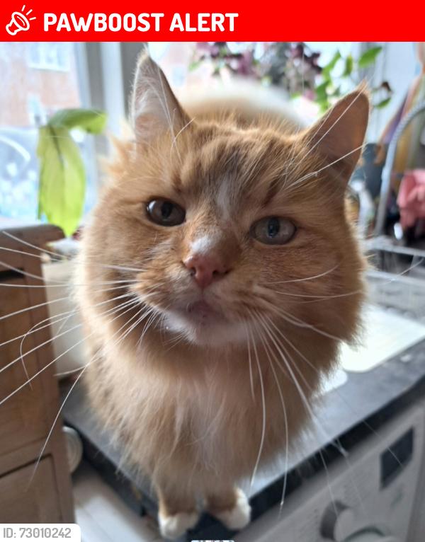 Lost Male Cat last seen Field near longstanton cemetery/Hattons road, Longstanton, England CB24 3DJ