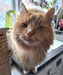 Lost Male Cat last seen Field near longstanton cemetery/Hattons road, Longstanton, England CB24 3DJ