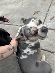Lost Male Dog last seen 20th ave and Martin Luther king jr blvd, Sacramento, CA 95820