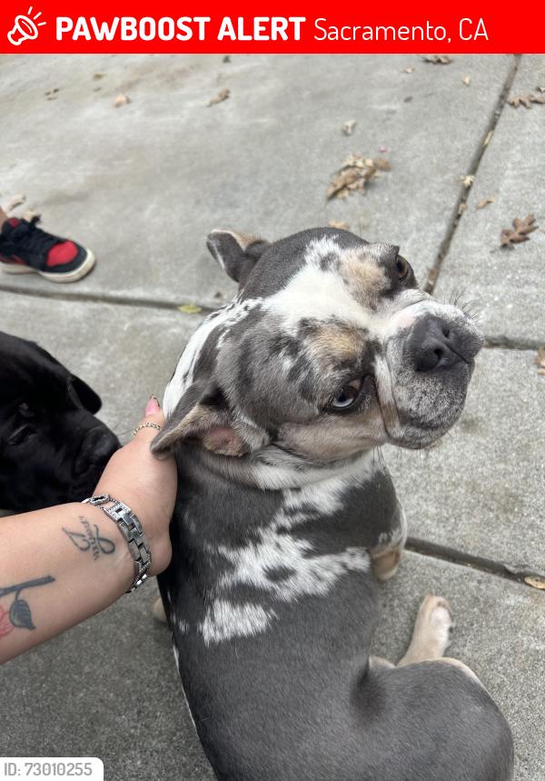 Lost Male Dog last seen 20th ave and Martin Luther king jr blvd, Sacramento, CA 95820