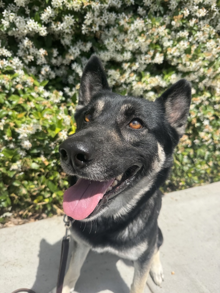 Shelter Stray Female Dog last seen Old Sea World Drive, San Diego, CA, 92109, 5500 Gaines St, San Diego, CA 92110, USA