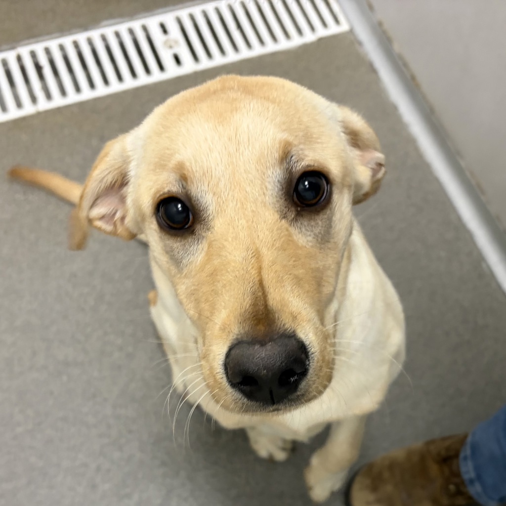Shelter Stray Female Dog last seen Near SE Glacier Trail, WAUKEE, IA, 50263, Des Moines, IA 50313