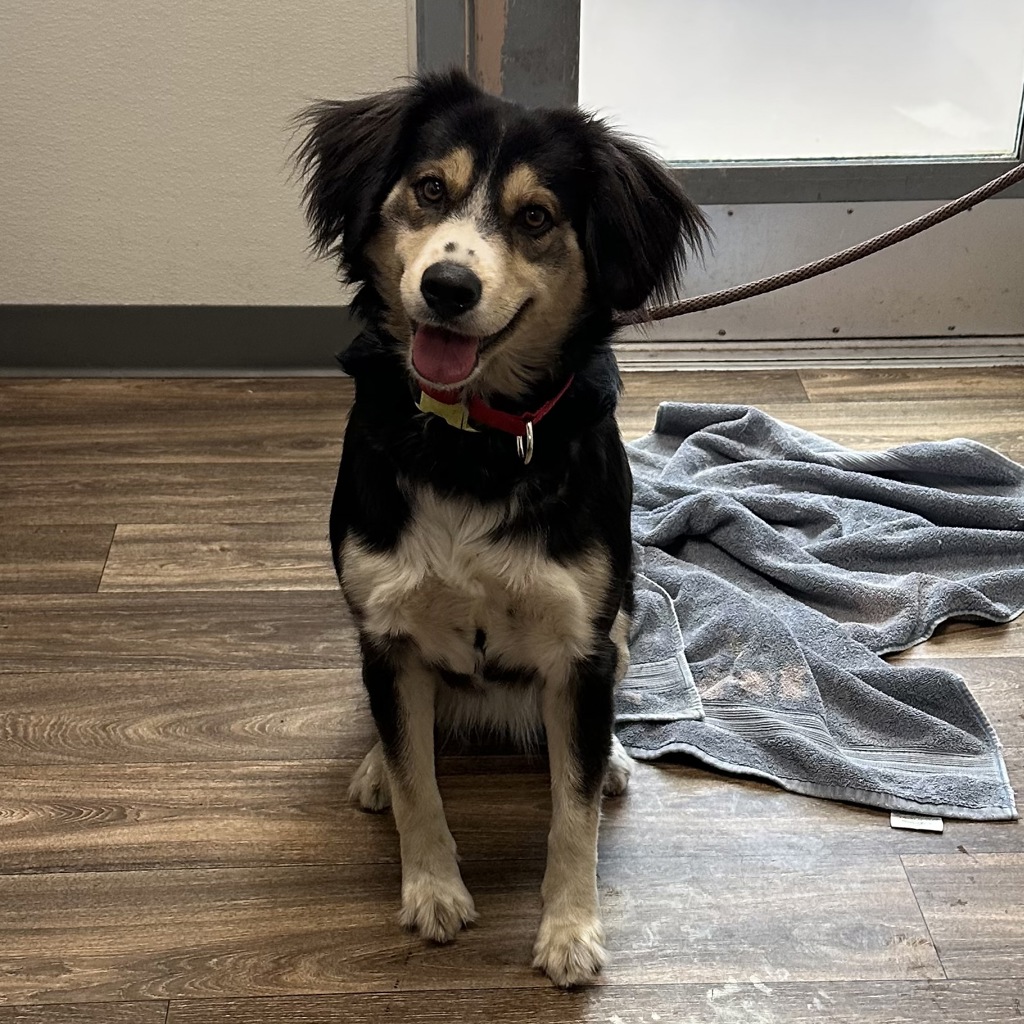 Shelter Stray Female Dog last seen FINDER/OWNER HOMELESS, San Diego, CA, 92104, 5500 Gaines St, San Diego, CA 92110, USA