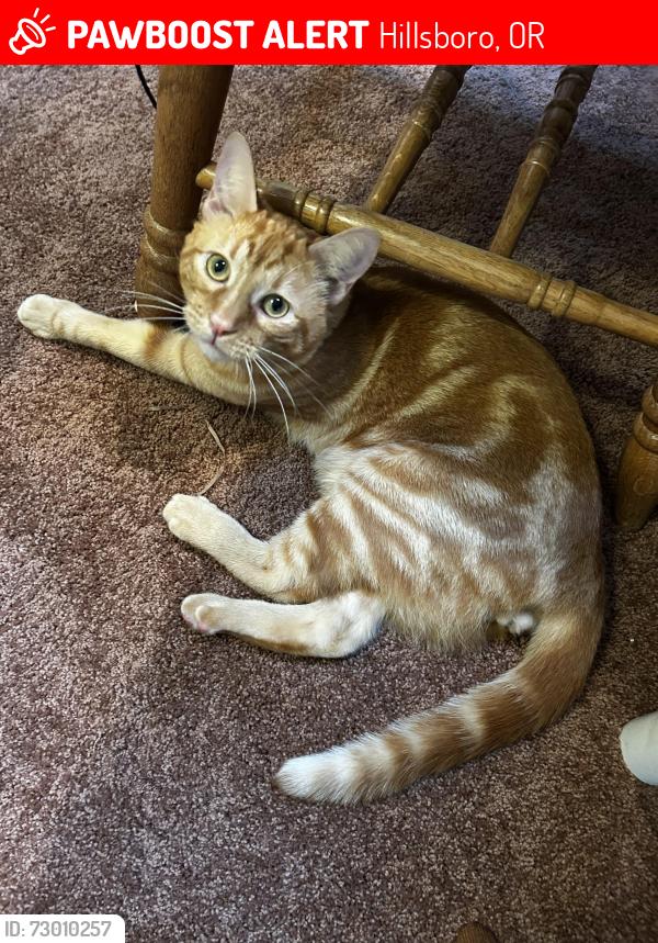 Lost Male Cat last seen Walker Road near 103rd, Hillsboro, OR 97006